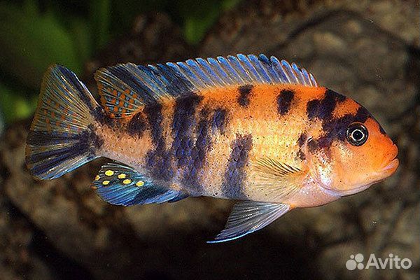 Аквариумные рыбы