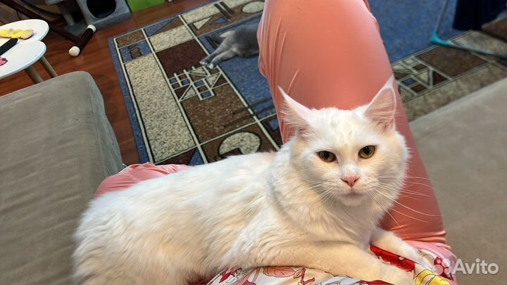 Отдам кошечку Мейн-Кун в добрые руки