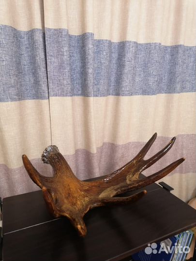 Продам рога карельского лося