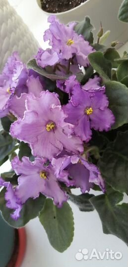 Фиалки (листочки)