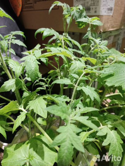 Рассада помидор, тыквы, кабачков