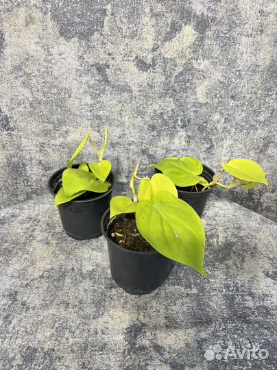 Эпипремнум неон