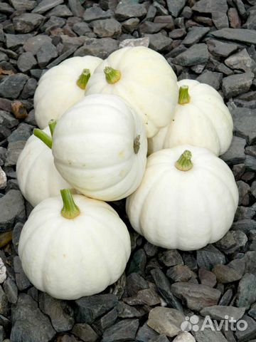 Семена декоративной тыквы