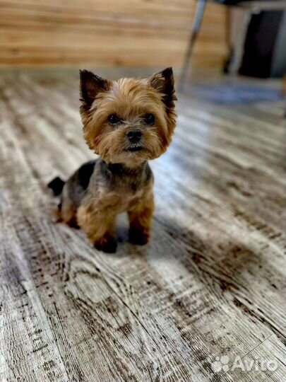 Груминг Йорка, Бивера