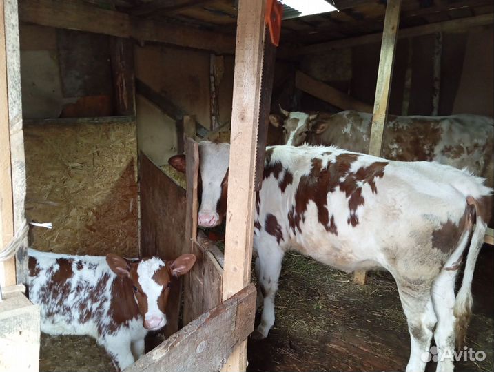 Корова дойная с теленком 3шт
