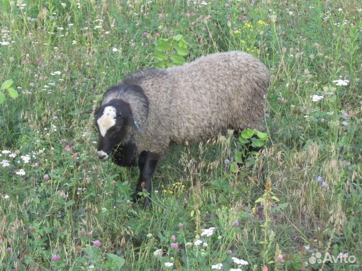 Продам романовских баранов на племя