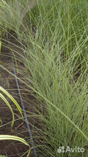 Декоративные злаки