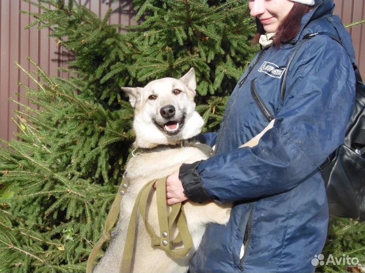 Жучка в поисках дома