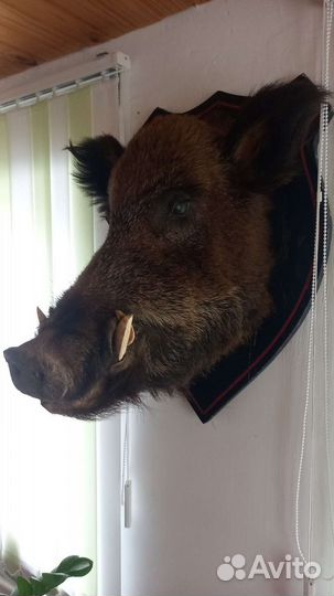 Чучело животных