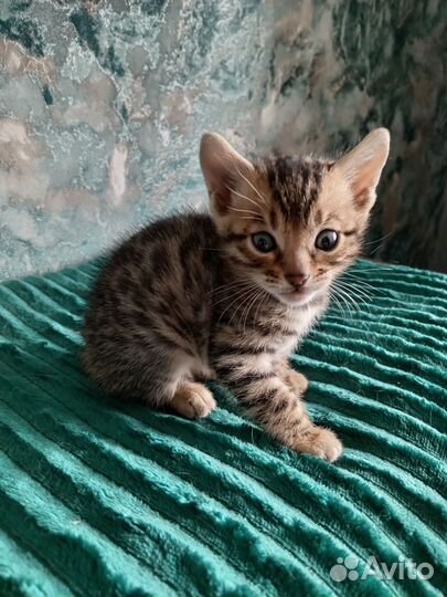 Шикарные бенгальские девочки