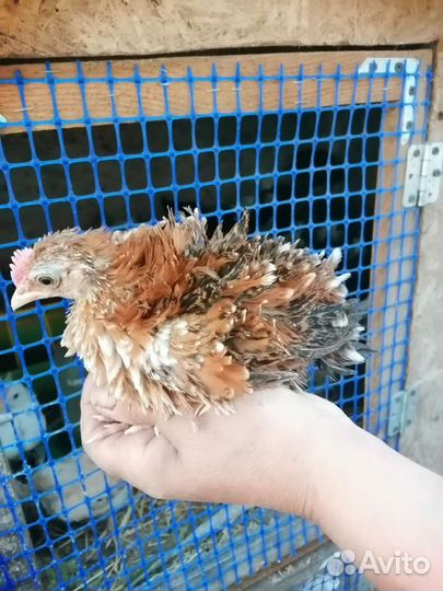 Шершетки, Цыплята, инкубационное яйцо