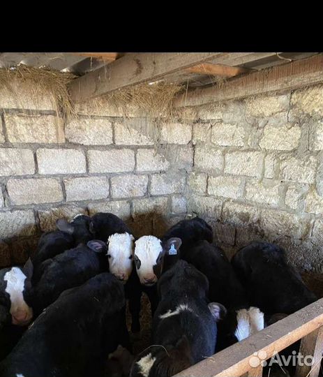 Бычки телята