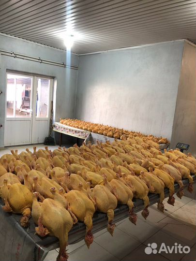 Куры бройлеры