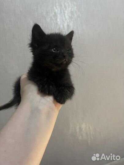 Отдам в добрые руки шотландских котят