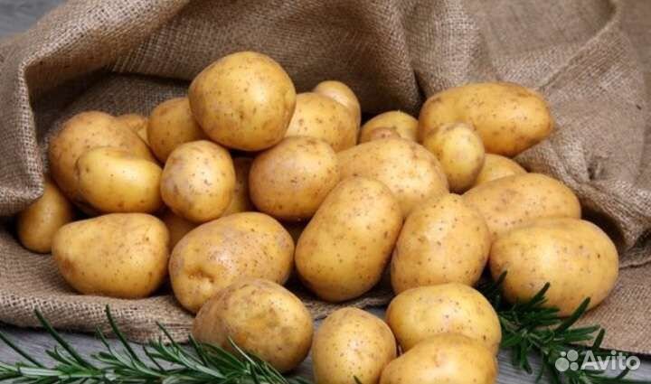 Продам картофель