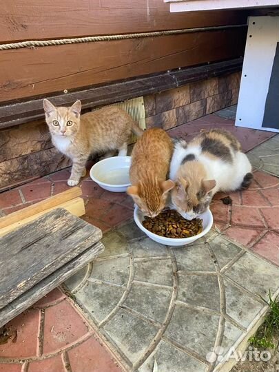 Котята отдам бесплатно