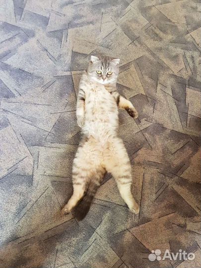 Шотландский скоттиш-фолд вязка