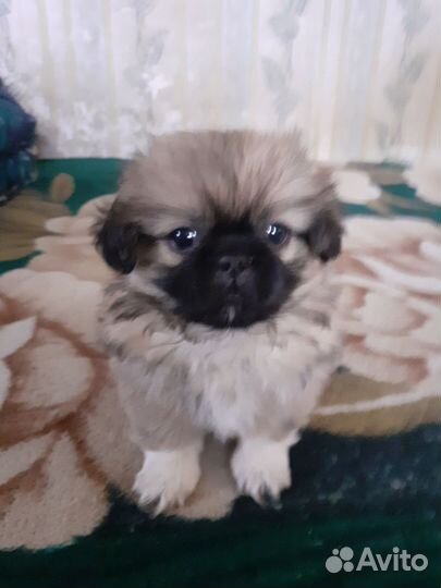 Собаки щенки Пекинес
