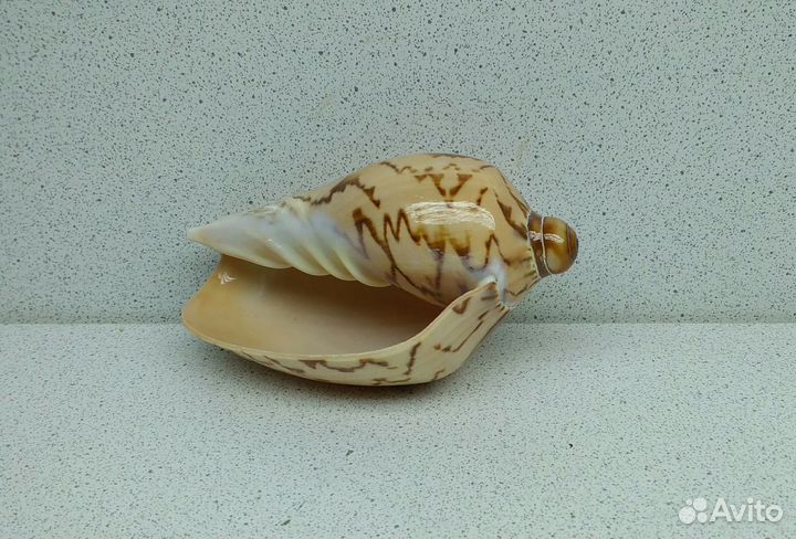 Валюта Нобилис 8,8 морская ракушка раковина