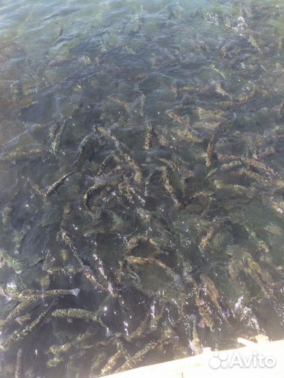 Малек форели