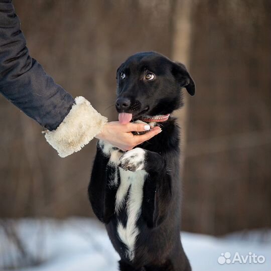 Хейли в добрые руки