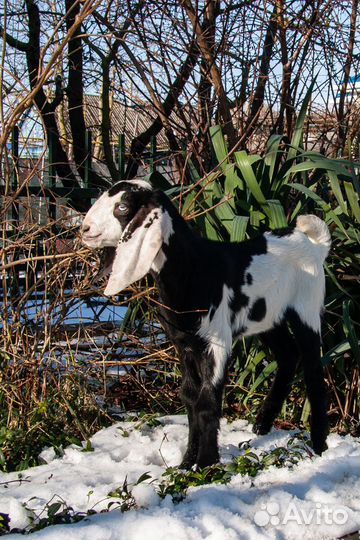 Битало-нубийские козлята