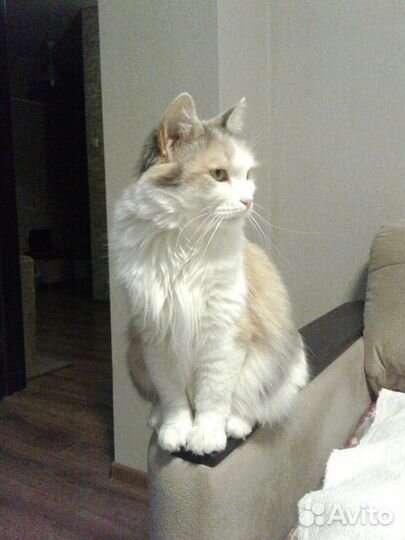 Трехцветная кошка Боня