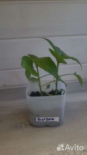 Рассада сладкого перца