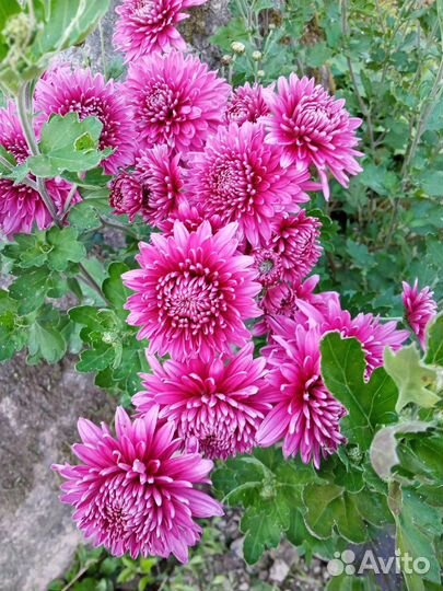 Хризантемы кустовые и мультифлора