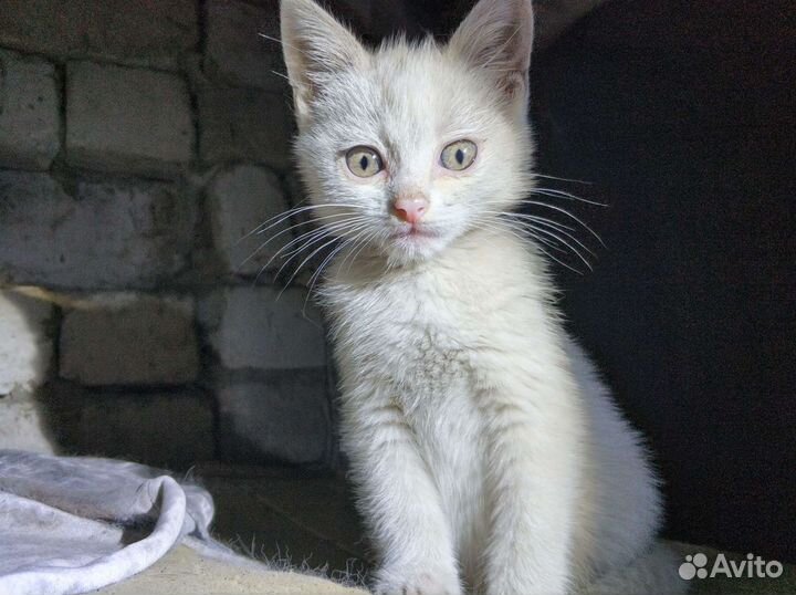 Котик и кошечка