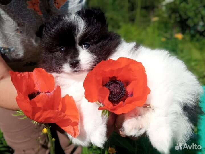 Собаки щенки шпиц