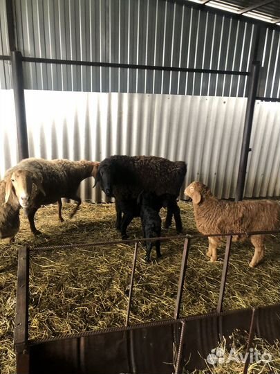 Бараны гиссарские