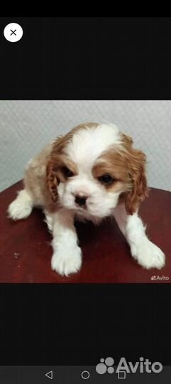 Спаниельки