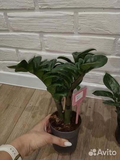 Замиокулькас зензи комнатные растения цветы