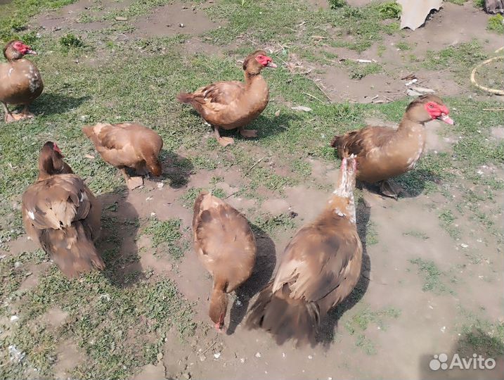 Утаки шипуны