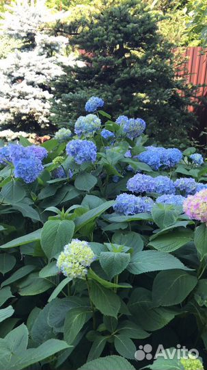 Гортензия крупнолистная