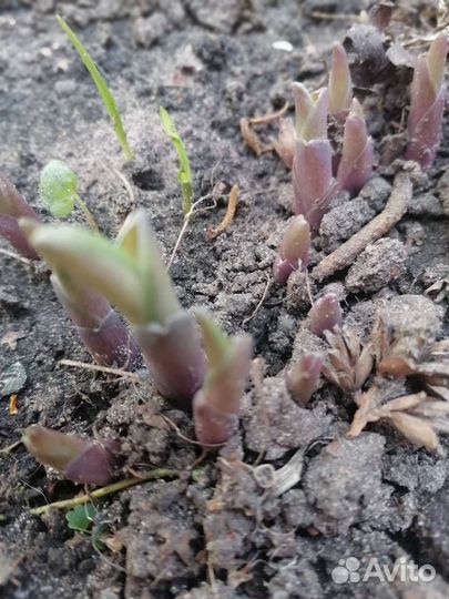 Хоста Форчуна Альбопикта (Fortunei Albopicta)