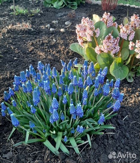 Многолетники для сада