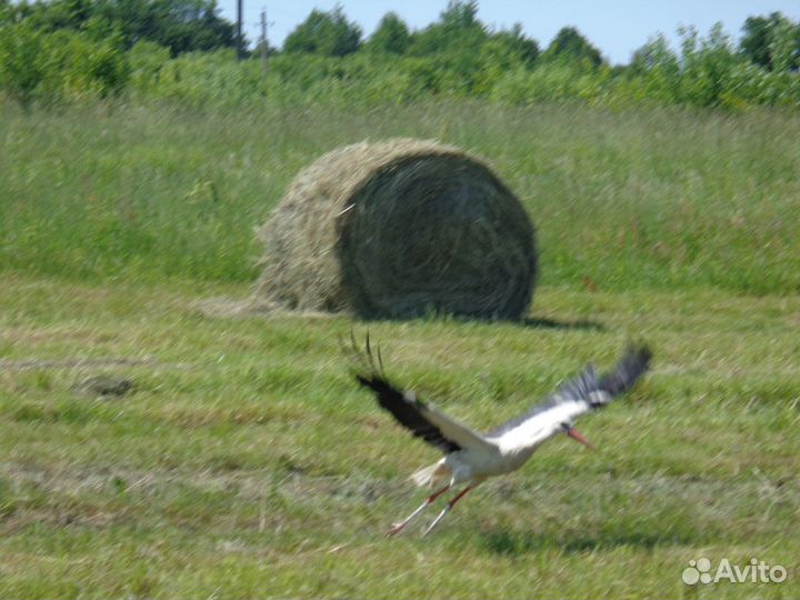 Сено. Урожай 2023 г. Доставка