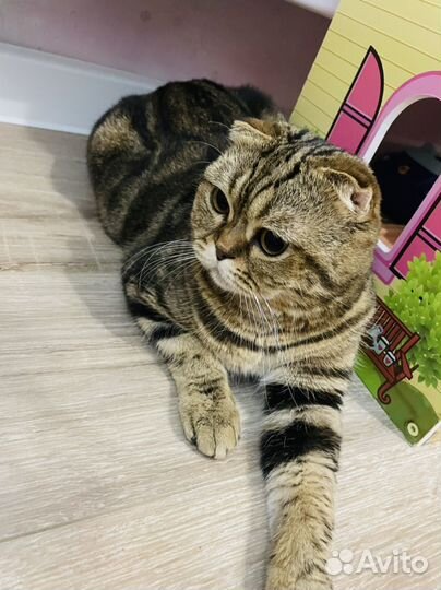 Вязка шотландский кот вислоухий скоттиш-фолд мрам