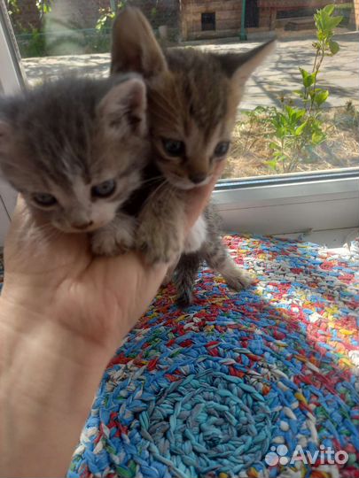 Добрые,ласковые котята,в добрые руки
