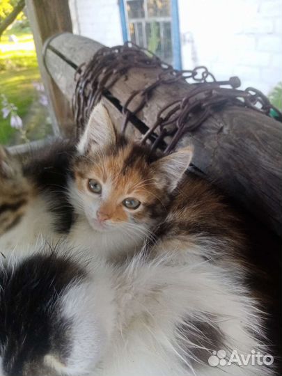 Котята в добрые руки бесплатно