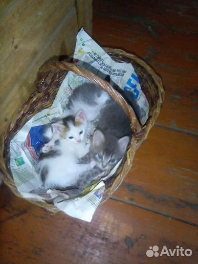Котята отдам бесплатно