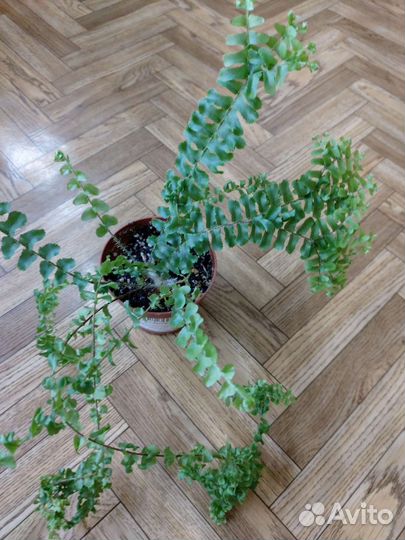 Комнатные растения цветы