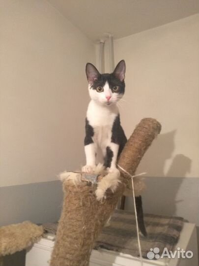 В добрые руки