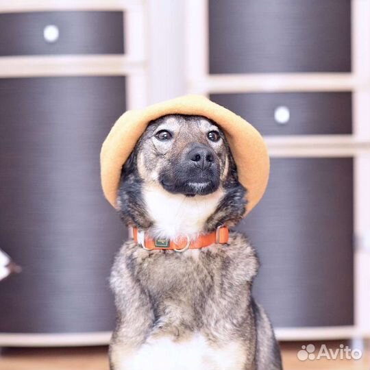 Комнатная собачка