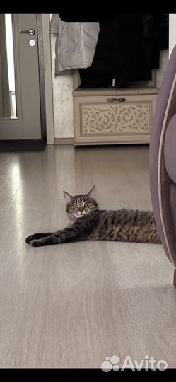 Кошки в дар