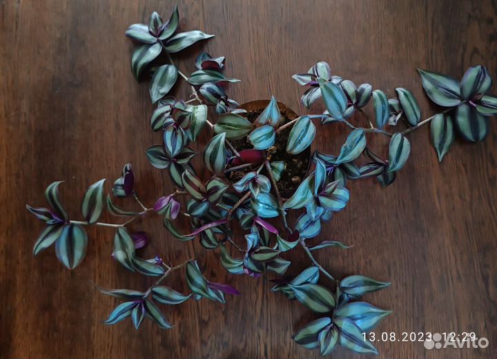 Традесканция