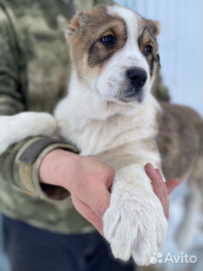 Щенки сао алабай