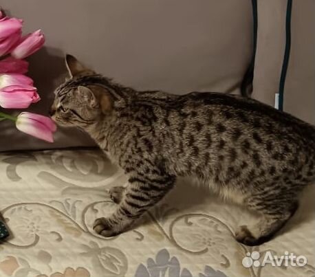 Кошечка в добрые руки